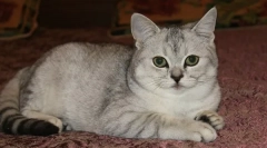 Câți ani trăiesc pisici și pisici